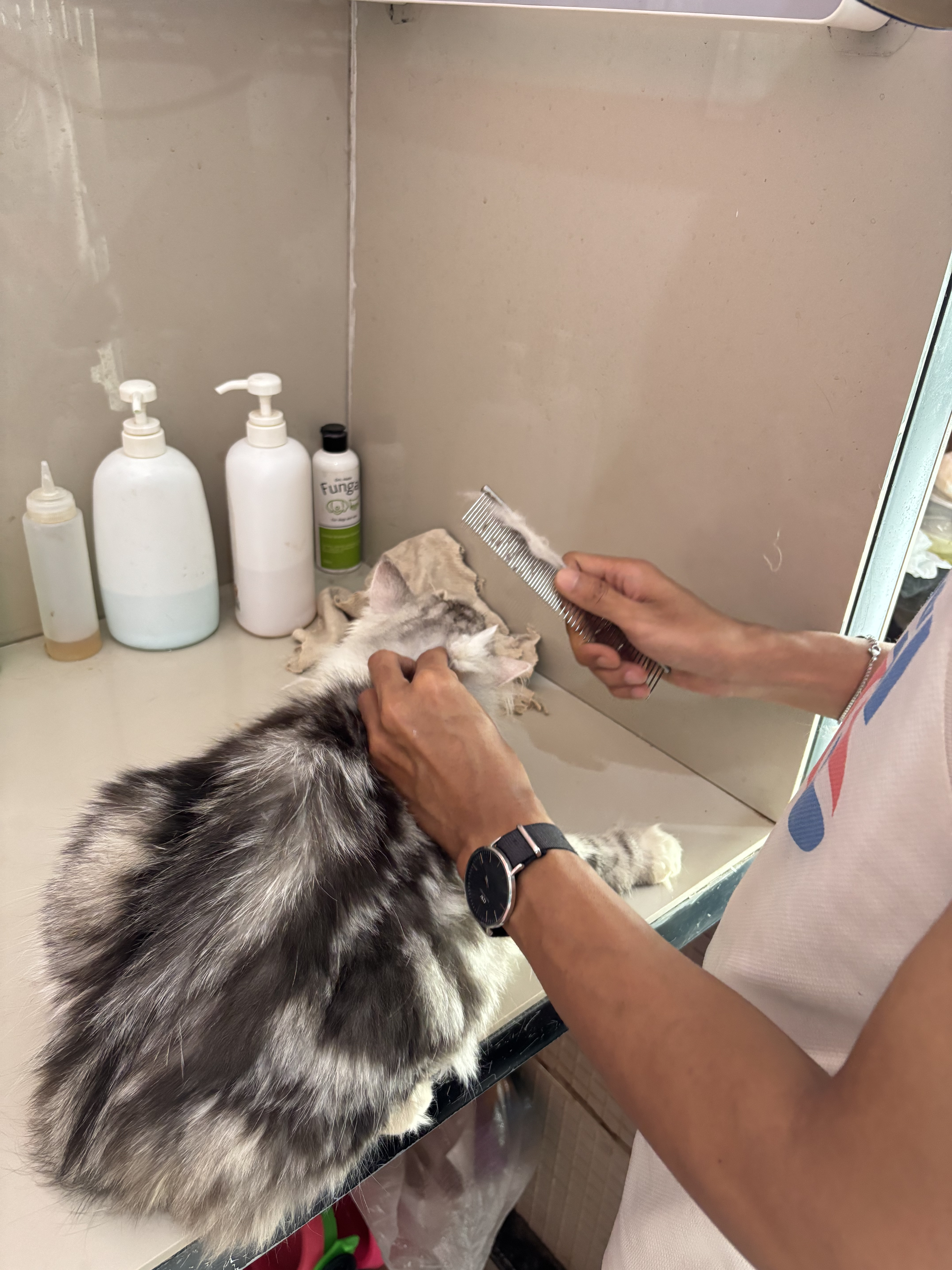 Proses Grooming